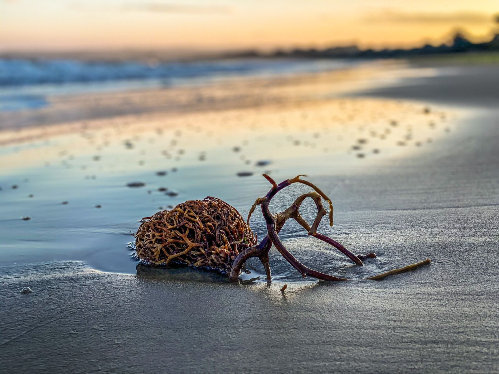 Apple iPhone 11 Pro sample photo. Beach, sea weed, california photography