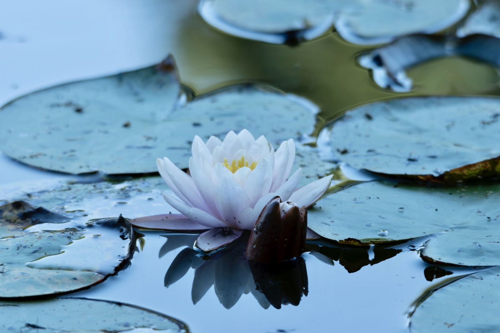 Nikon D5600 sample photo. Water lily, flower, pond photography