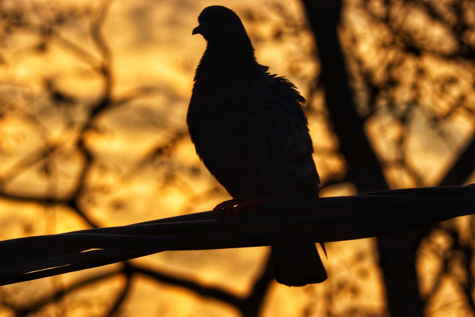 Canon EOS 250D (EOS Rebel SL3 / EOS Kiss X10 / EOS 200D II) sample photo. Pigeon, birds, sunrise photography