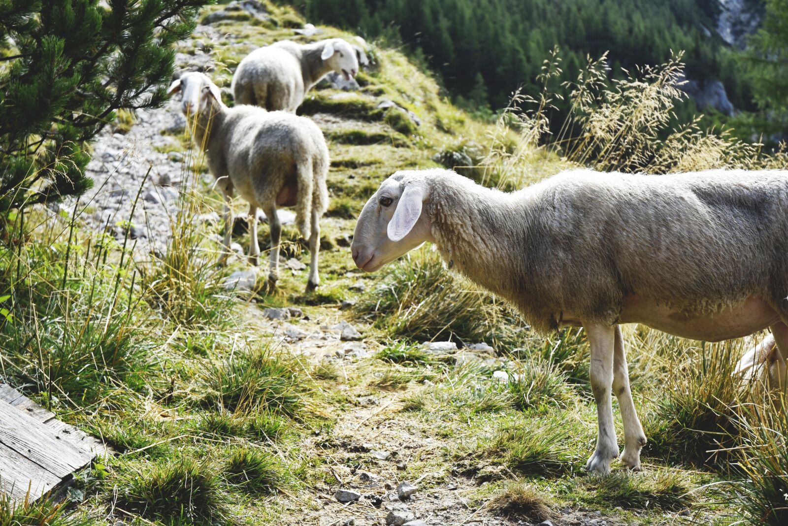 Nikon D7200 sample photo. Sheep, mountains, mountains sheep photography