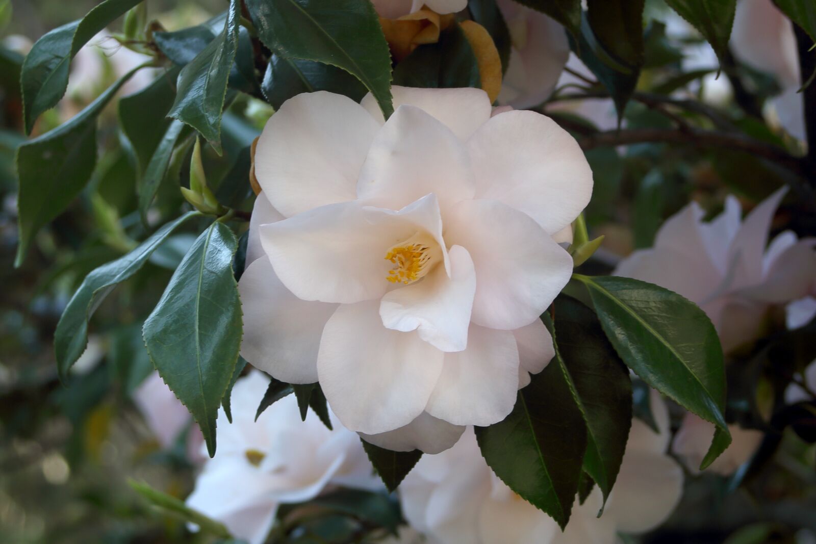Canon EOS 6D + Canon EF 28-80mm f/3.5-5.6 USM sample photo. Camellia, flowers, spring photography