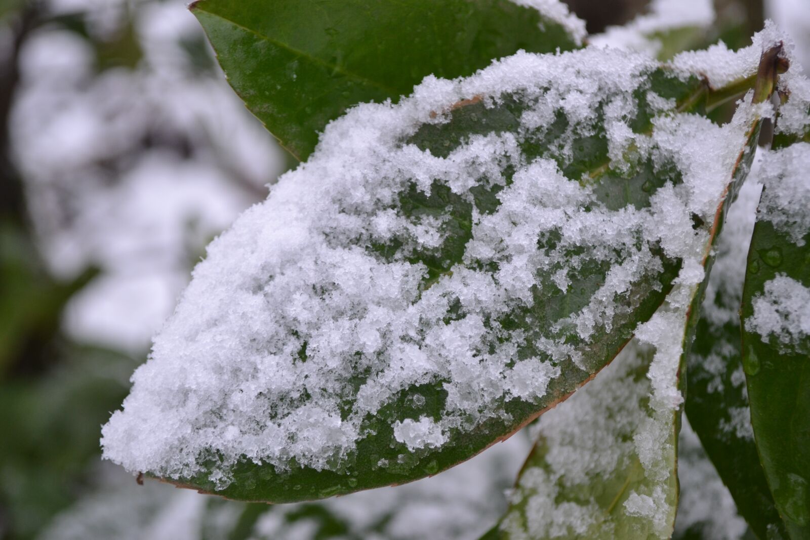Nikon D3100 sample photo. Leaf, snow, nature photography