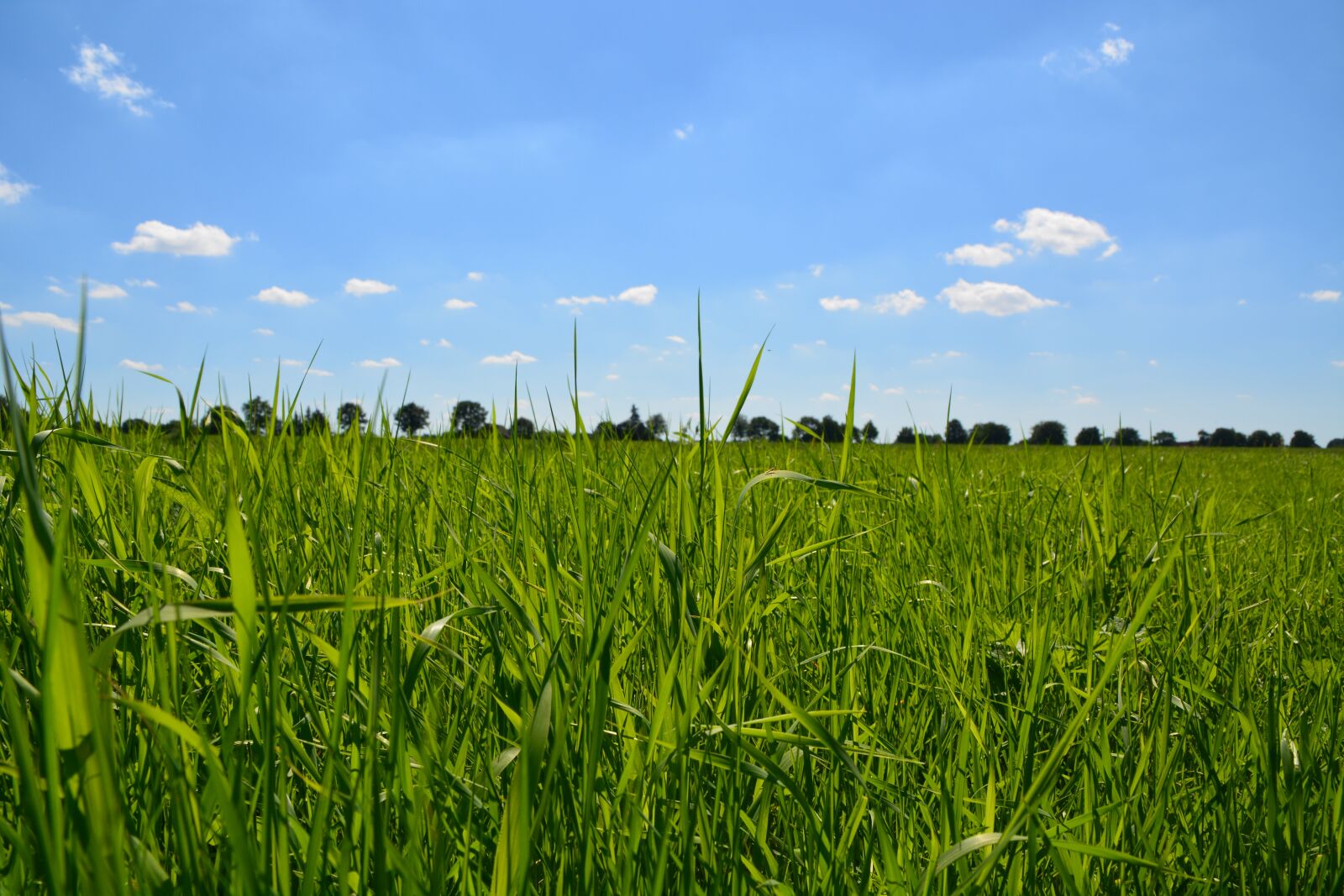 Nikon D5200 sample photo. Sunny, grass, green photography