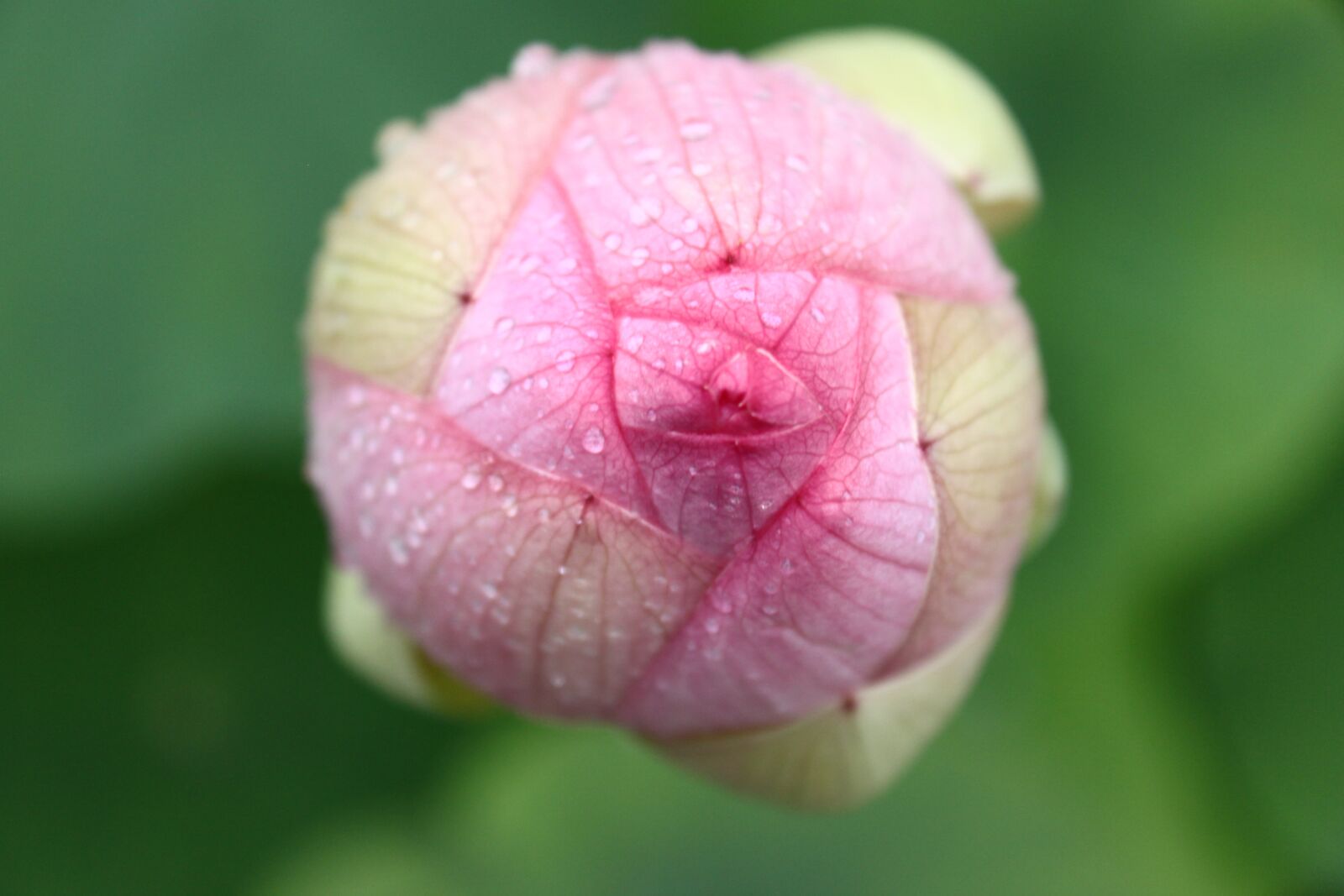 Canon EOS 500D (EOS Rebel T1i / EOS Kiss X3) sample photo. Flower, nature, garden photography