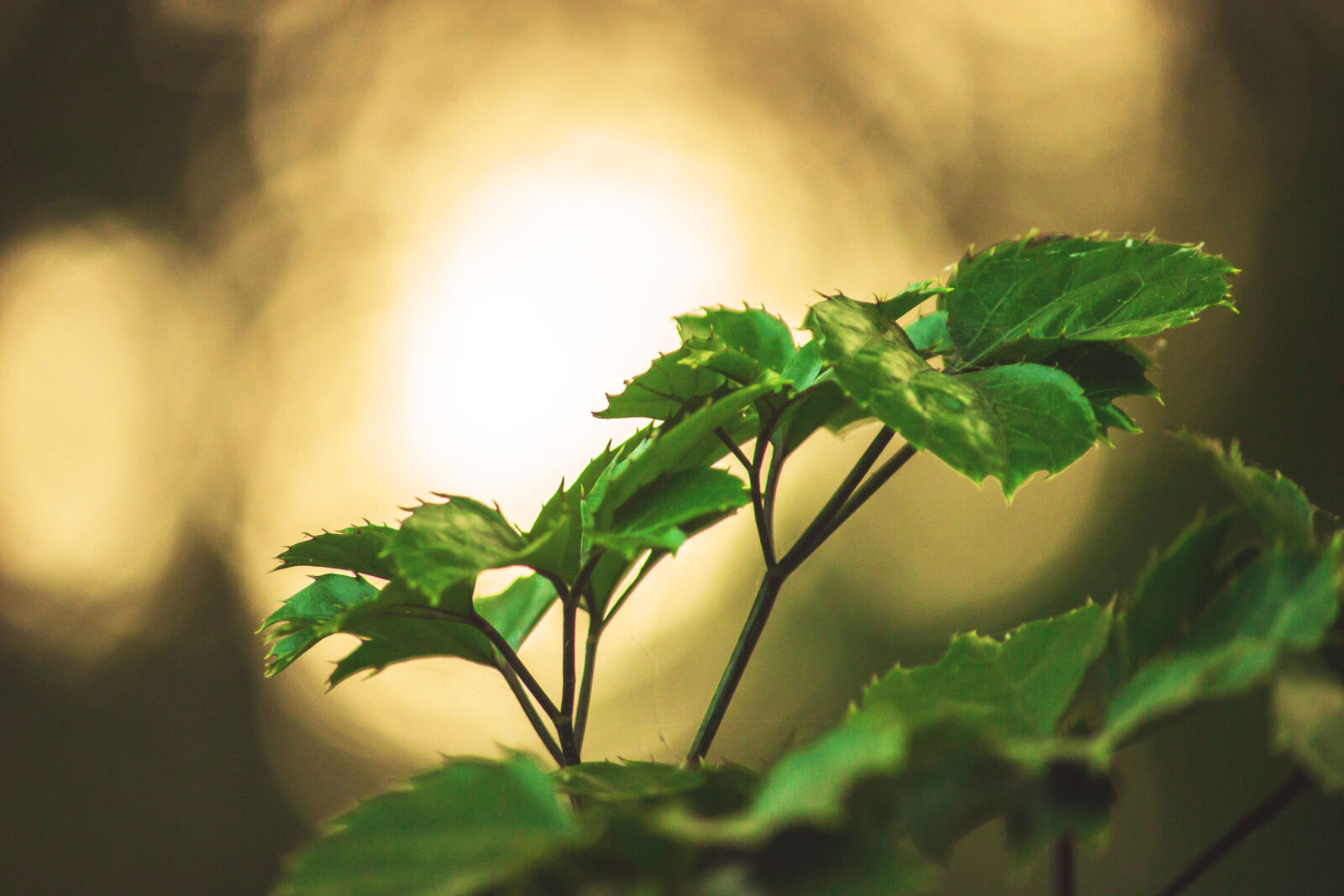 Canon EOS 600D (Rebel EOS T3i / EOS Kiss X5) sample photo. Bokeh, evening, leaves, plant photography