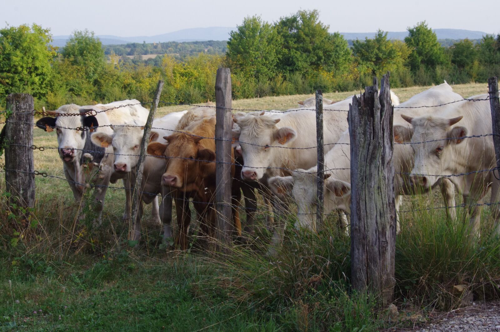 Pentax K-r sample photo. Field, animals, cow photography