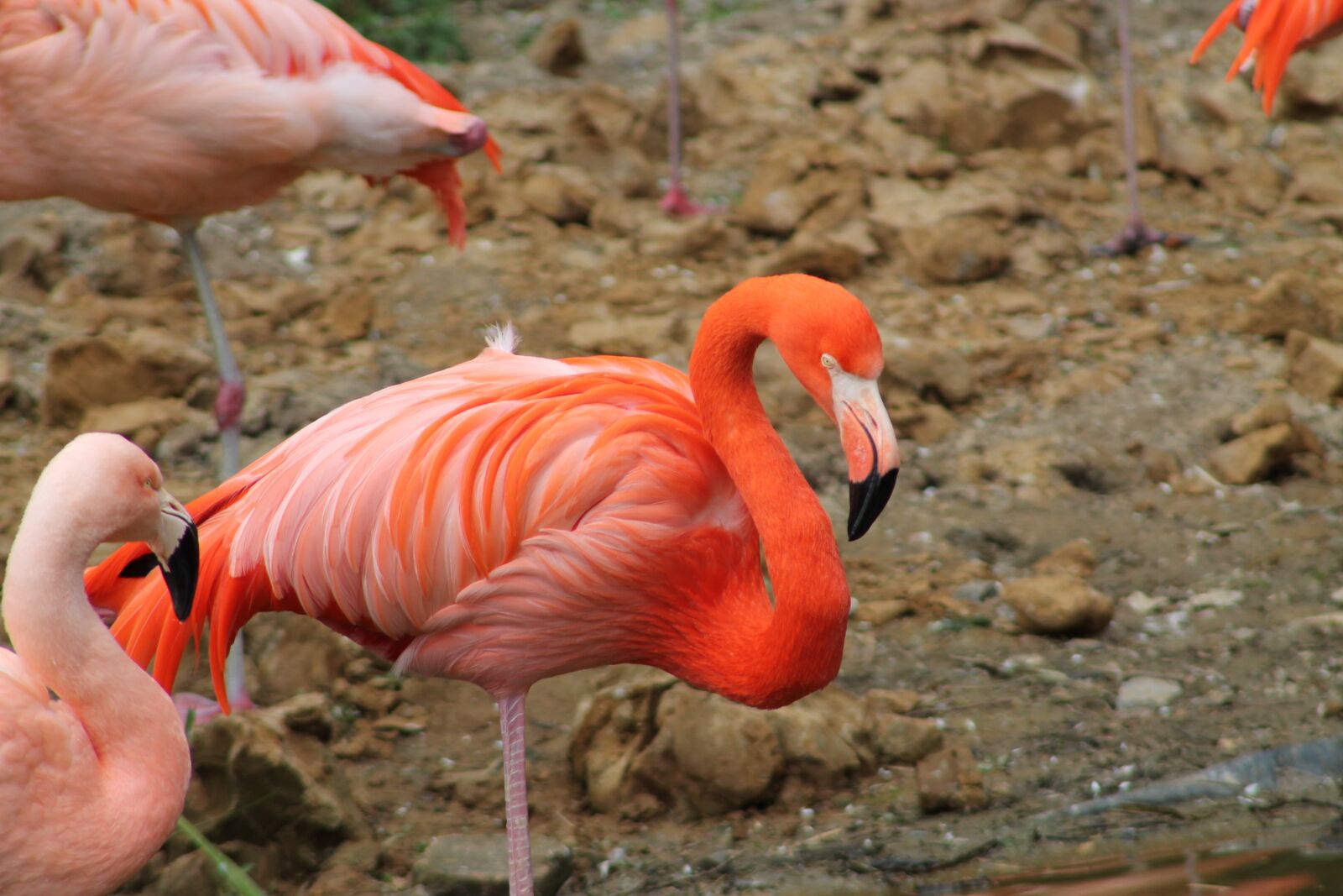 Canon EF75-300mm f/4-5.6 sample photo. Bird, nature, animal world photography