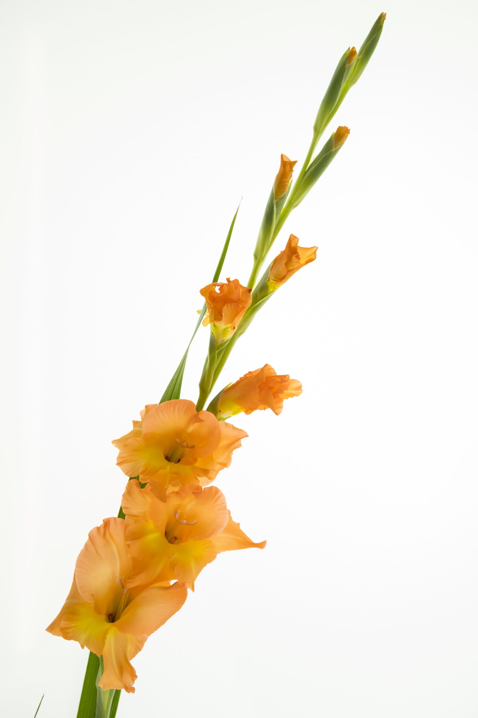 Fujifilm XF 18-55mm F2.8-4 R LM OIS sample photo. Flower, blossom, bloom photography