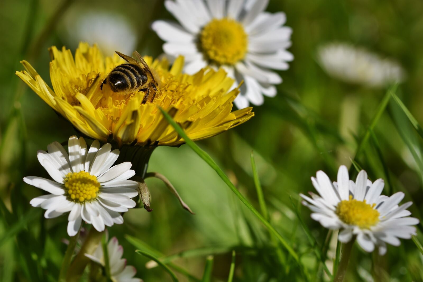 Nikon D7200 sample photo. Bee, honey bee, insect photography