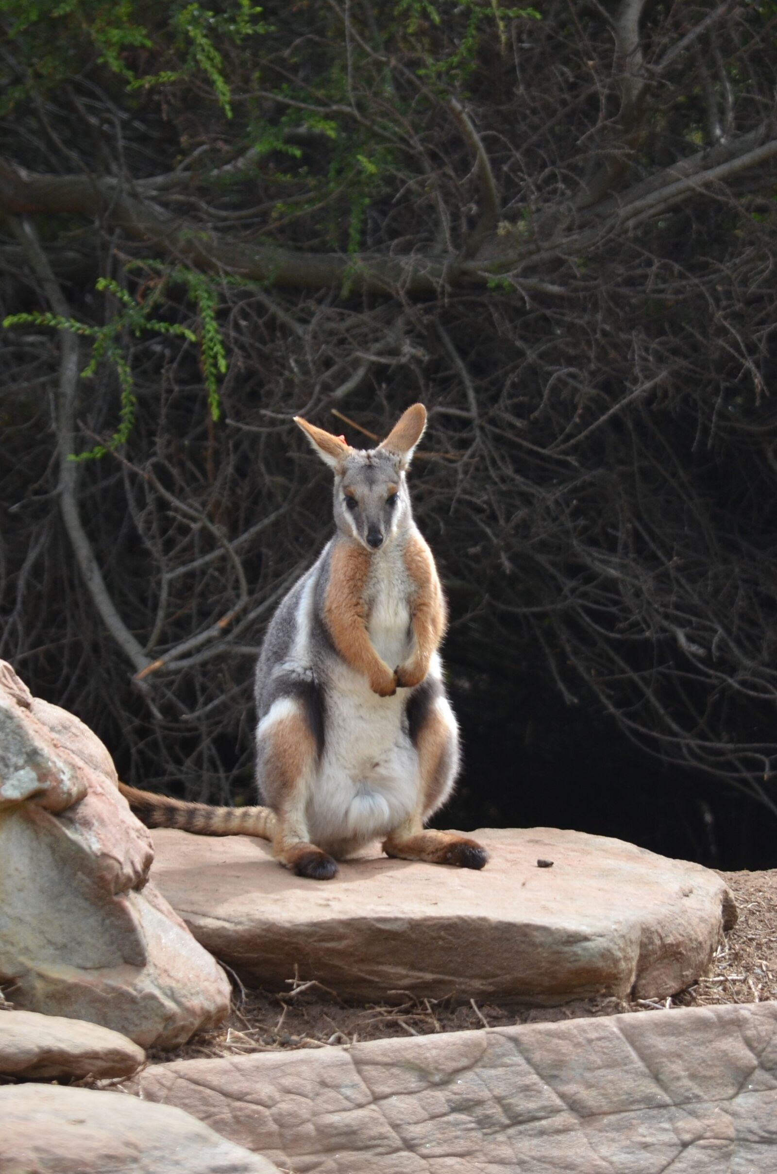 Nikon D5100 sample photo. Animal, mammal, nature photography