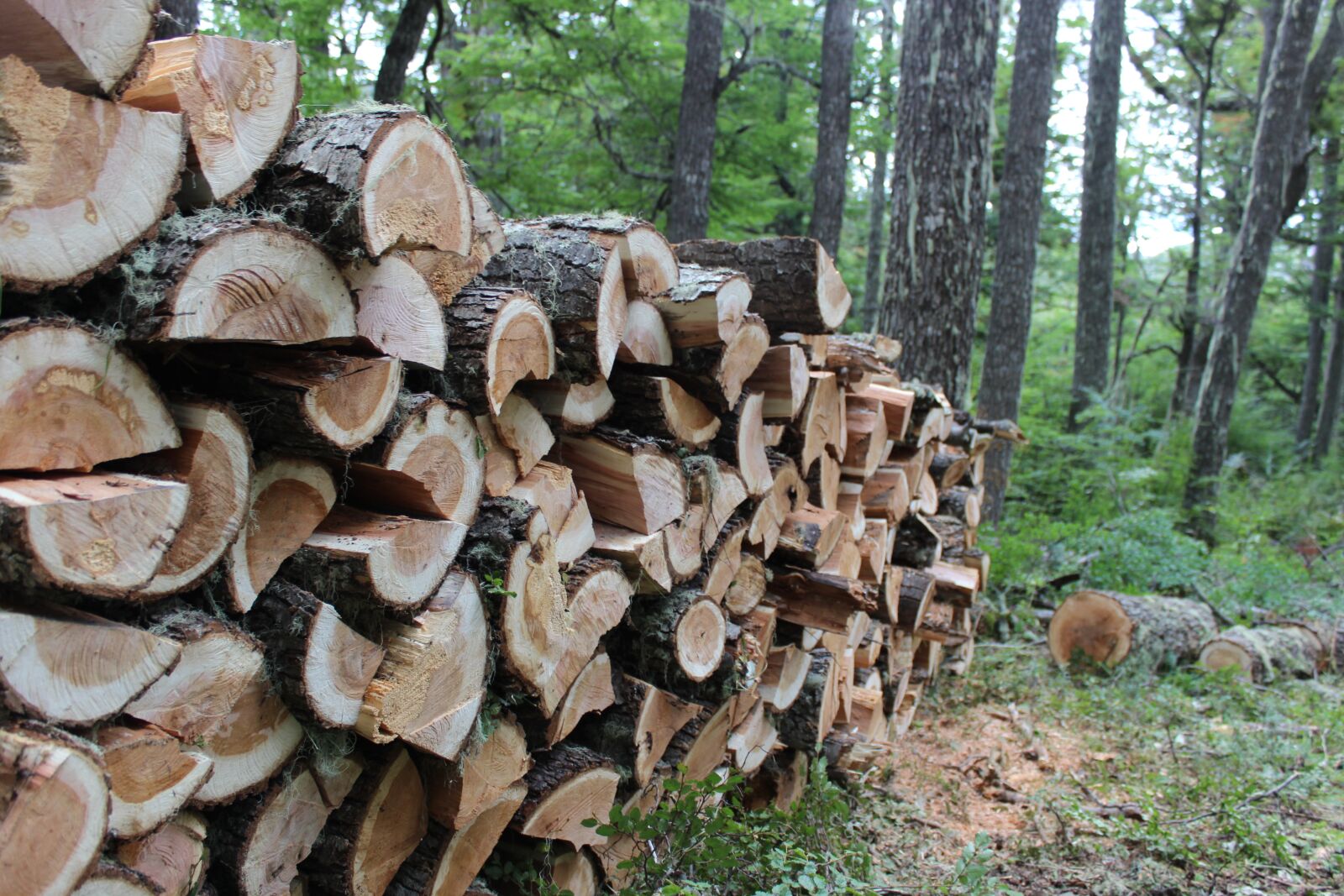 Canon EOS 600D (Rebel EOS T3i / EOS Kiss X5) sample photo. Lena, wood, forest photography