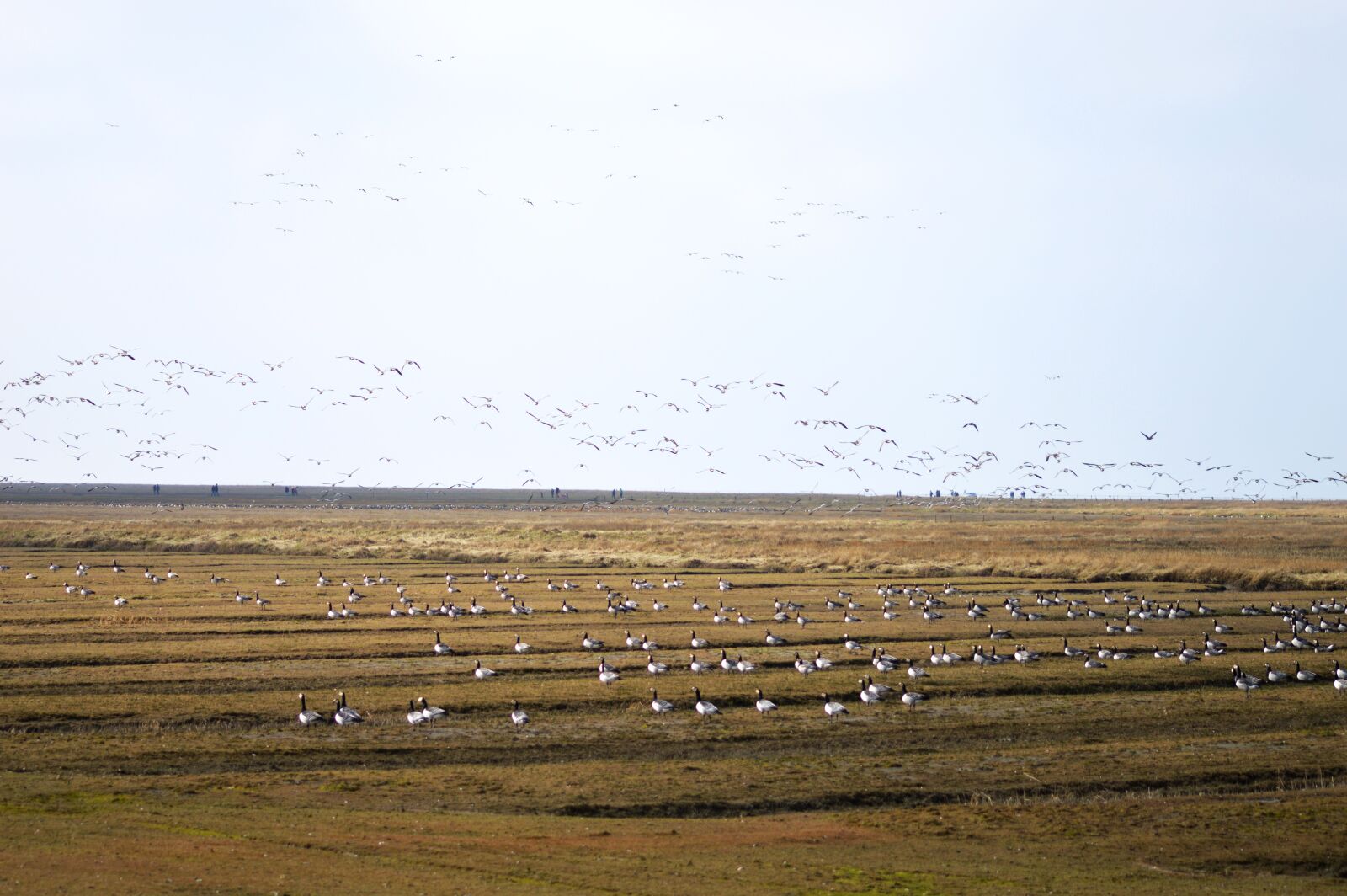 Nikon D3200 sample photo. Wild geese, mecklenburg, north photography