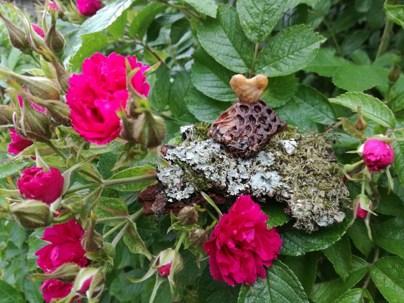 HUAWEI P9 LITE sample photo. Backyard, nature, roses photography