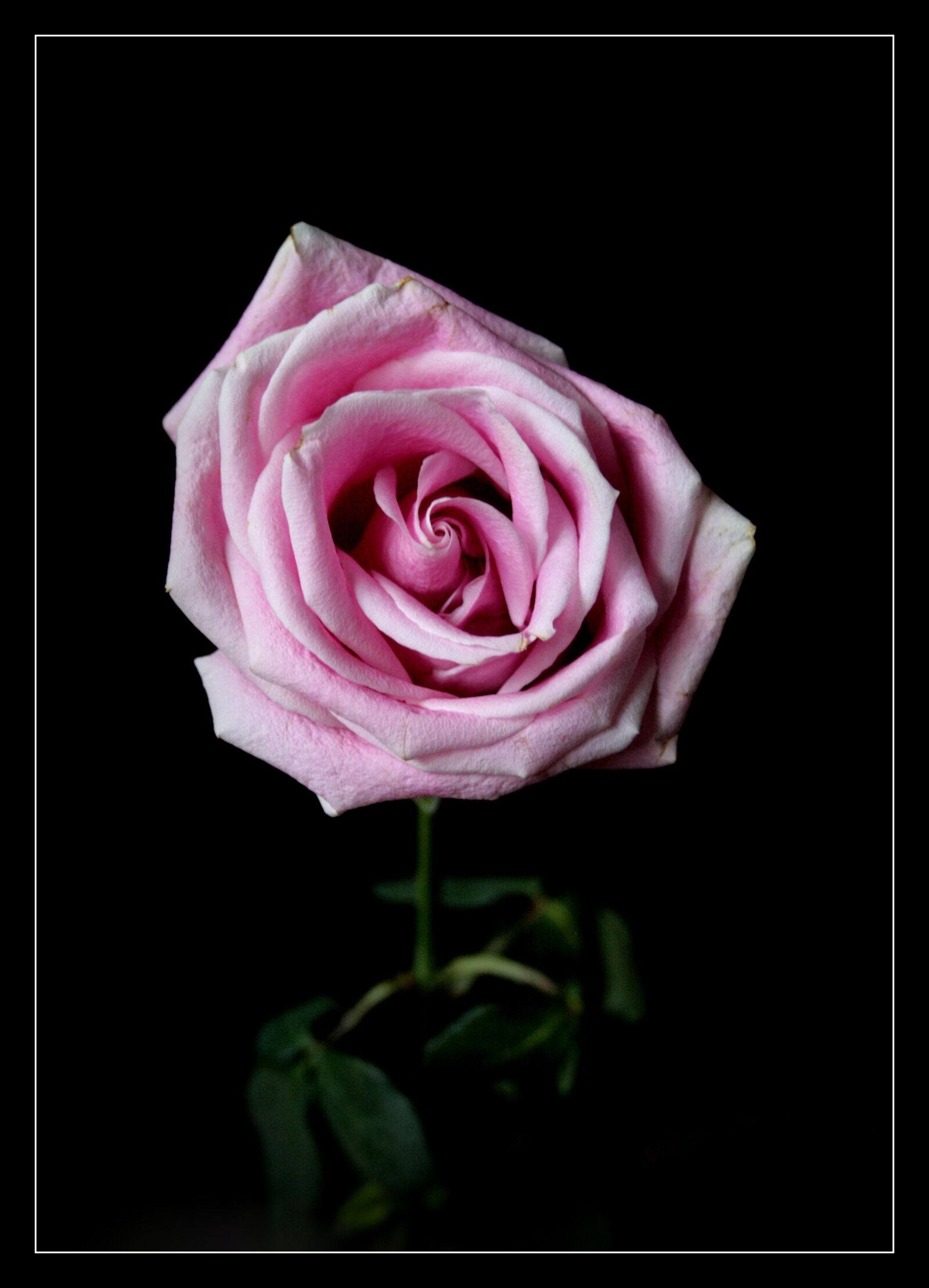 Canon EOS 400D (EOS Digital Rebel XTi / EOS Kiss Digital X) sample photo. Flower, pink, rose photography
