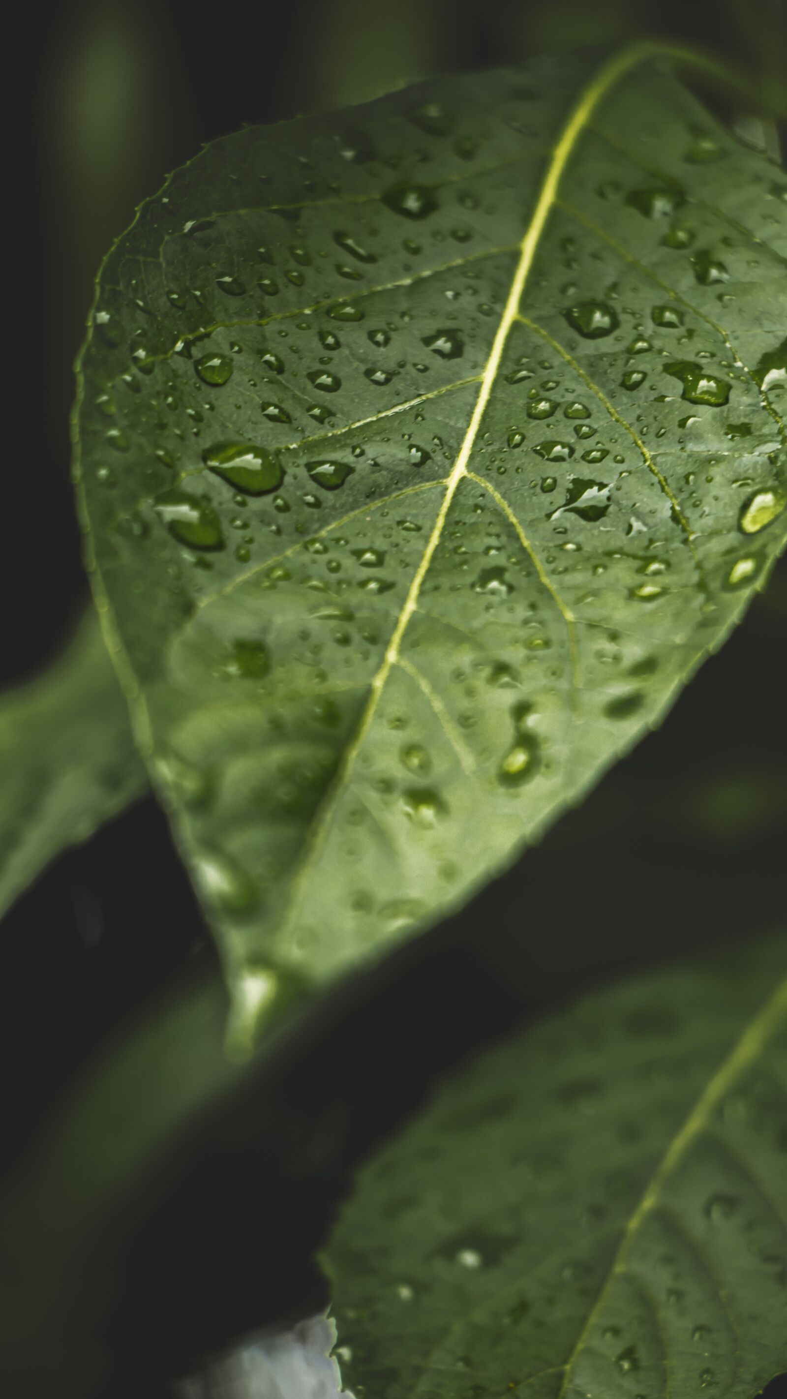 Canon EF-S 18-135mm F3.5-5.6 IS USM sample photo. Rain, drops, leaf photography