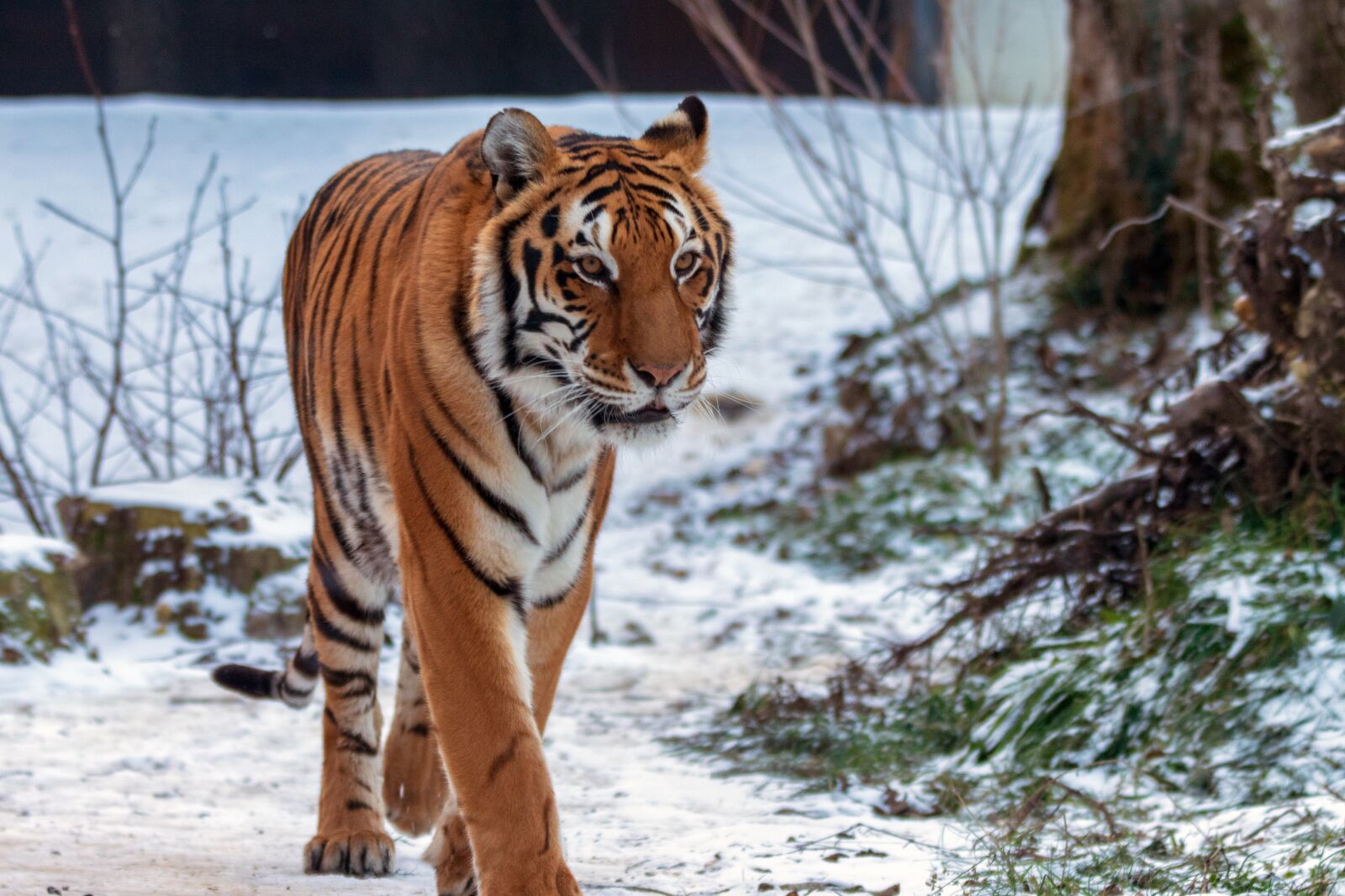 Canon EOS 6D Mark II sample photo. Tiger, color, wildcat photography