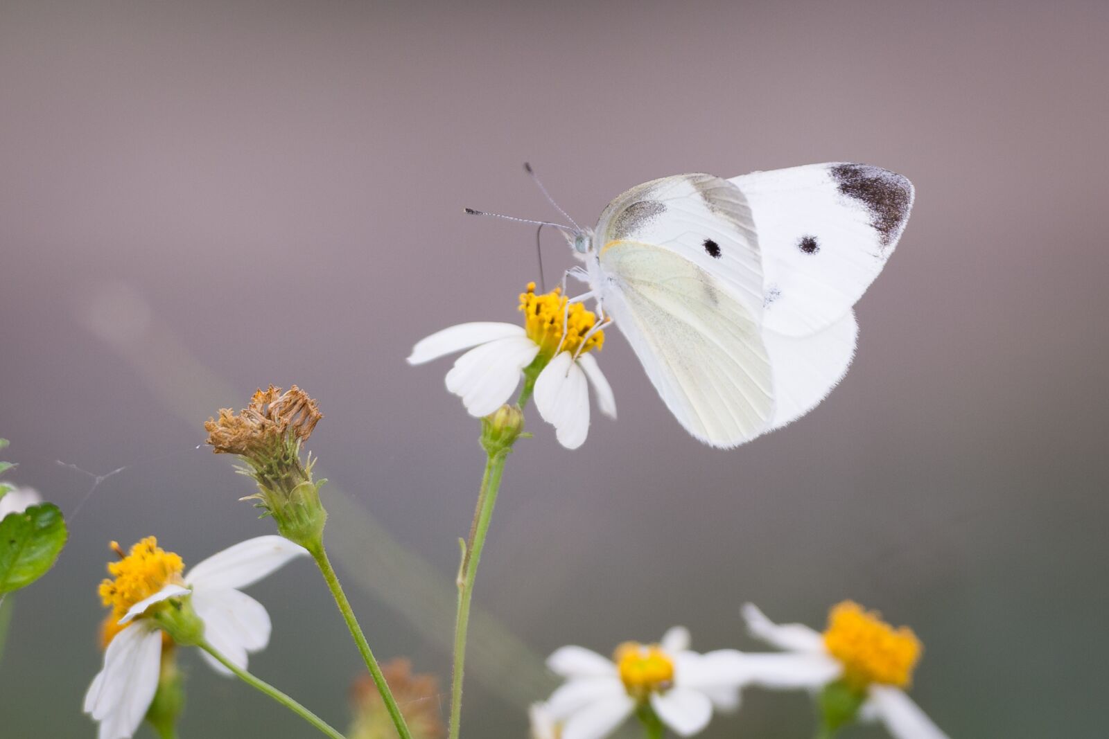 Nikon D7100 sample photo. Butterfly, nature, flower photography
