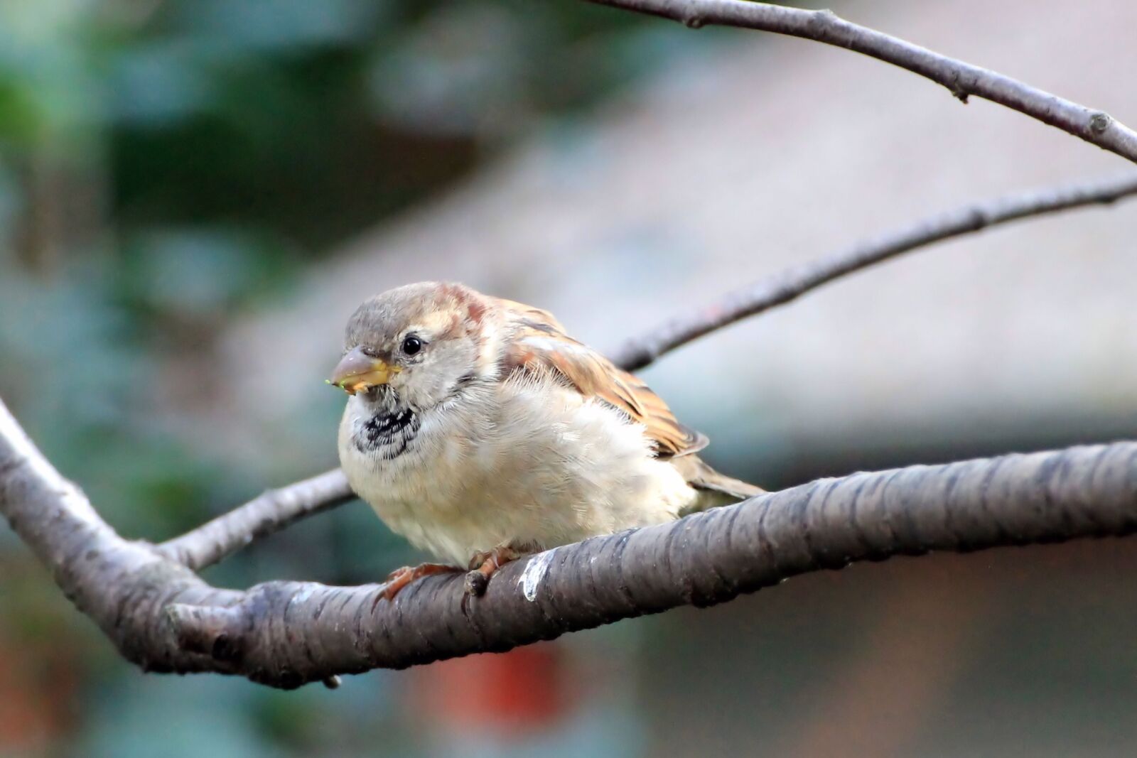 Canon EOS 1100D (EOS Rebel T3 / EOS Kiss X50) sample photo. Sparrow, sperling, bird photography