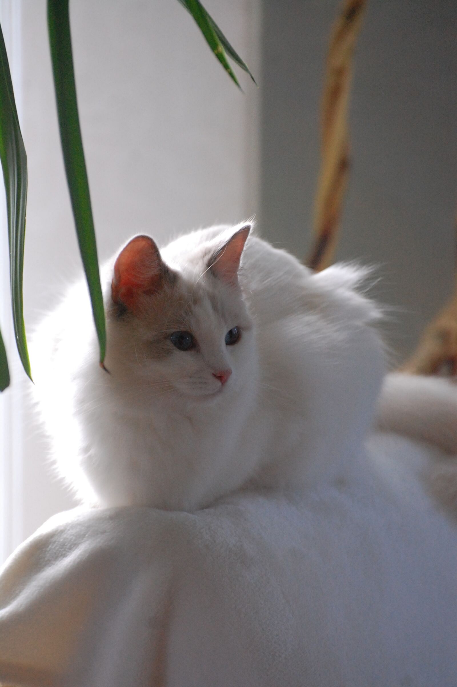 Nikon D40 sample photo. Cat, animals, fur photography