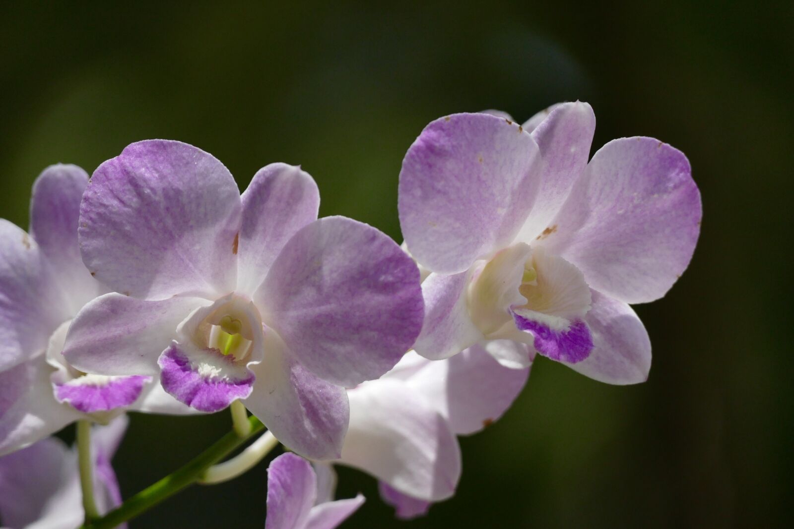 Panasonic Lumix DMC-FZ1000 sample photo. Flower, plant, orchids photography