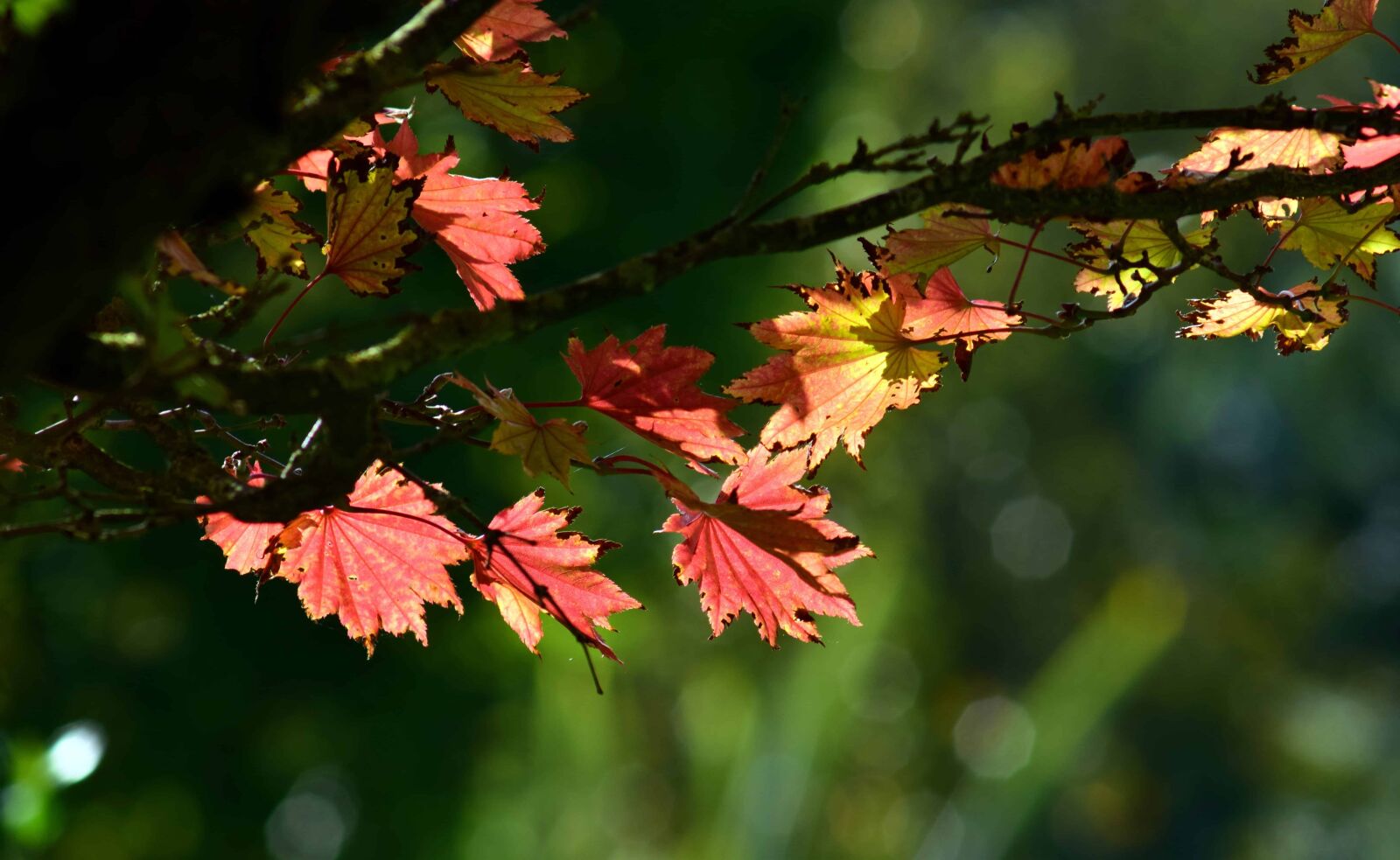 Nikon D3300 sample photo. Flora, leaf, flower, nature photography