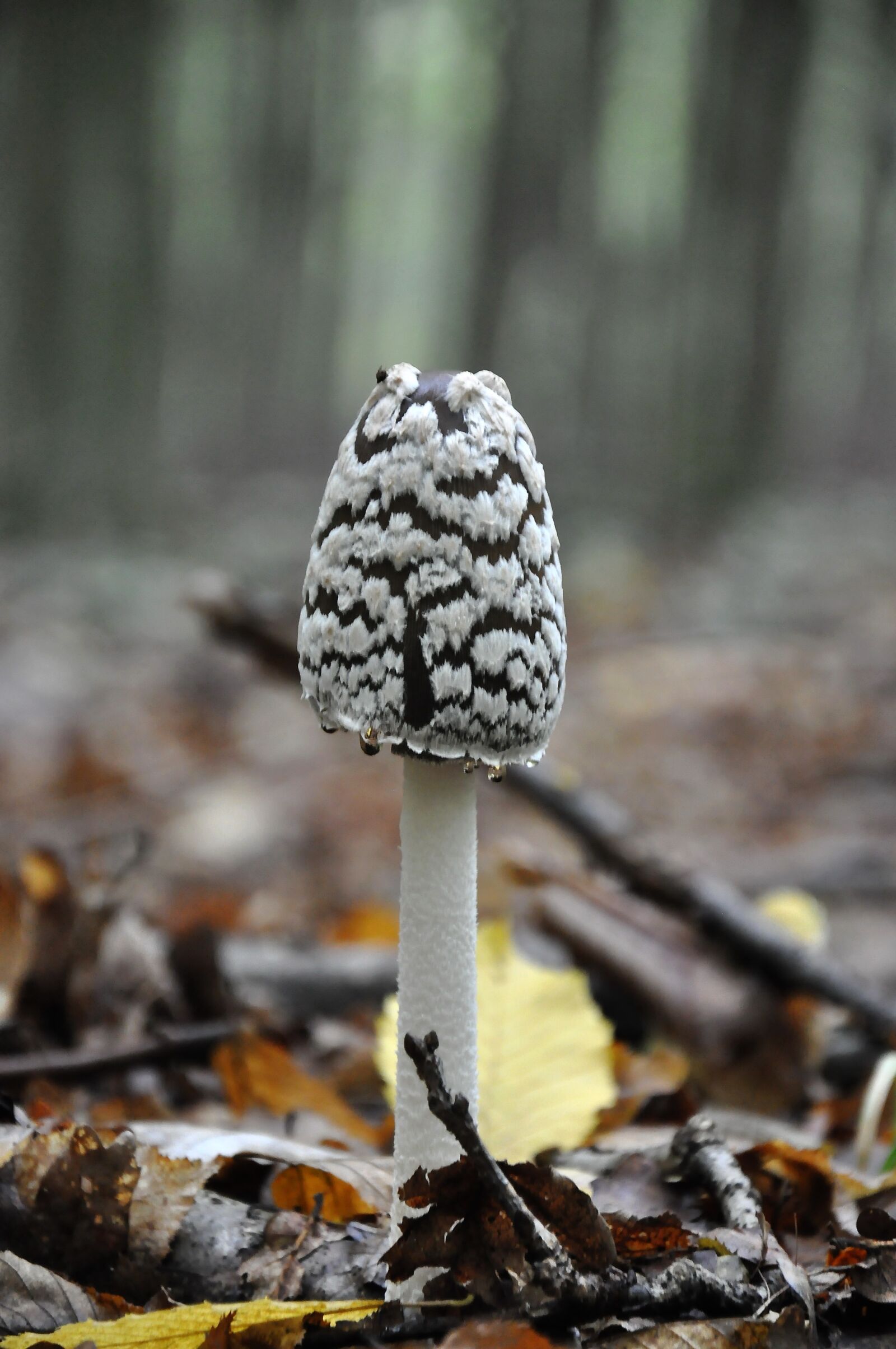 Nikon D90 sample photo. Mushroom, forest, autumn photography