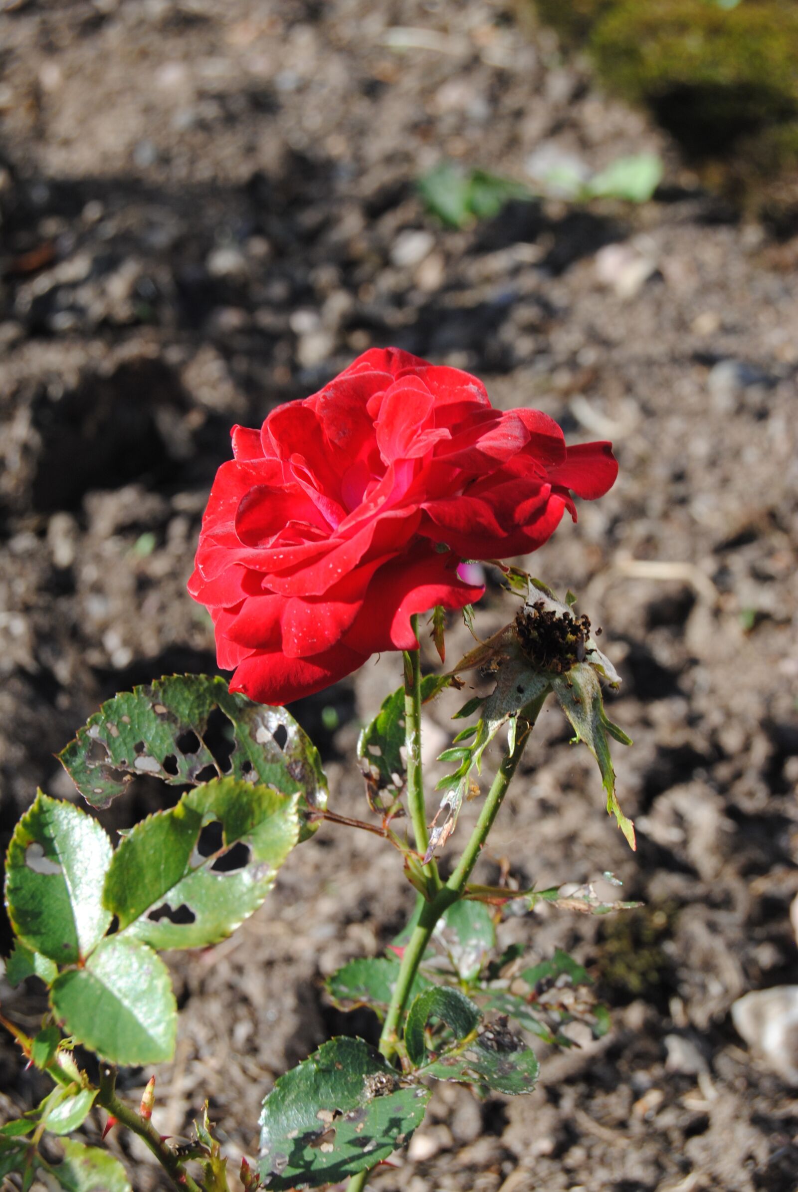 Nikon D3000 sample photo. Nature, ros, flower photography