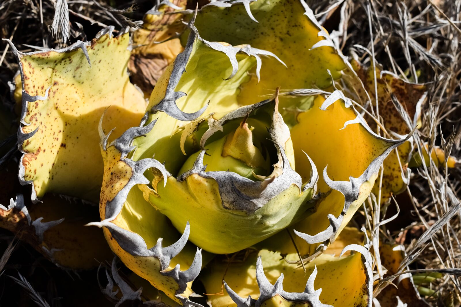 Nikon D3300 sample photo. Cactus, plant, summer photography