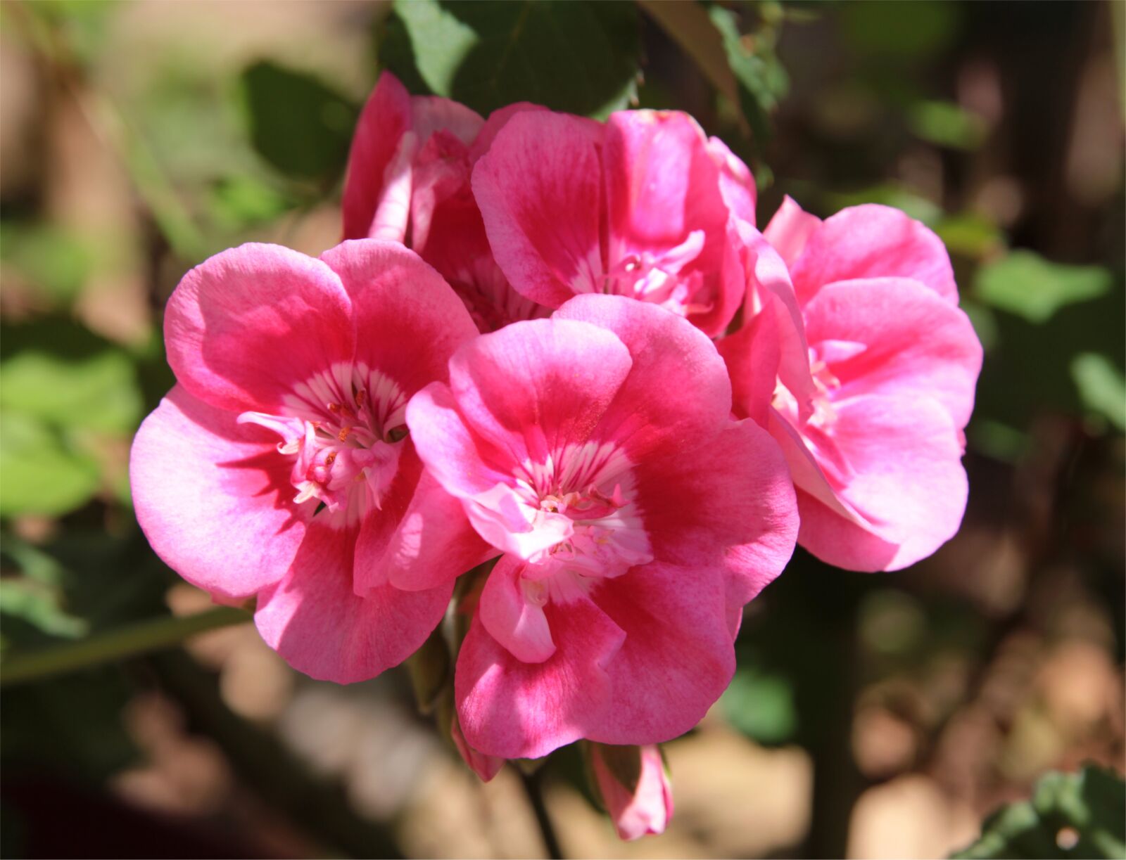 Canon EOS 550D (EOS Rebel T2i / EOS Kiss X4) sample photo. Geranium, plant, flower photography