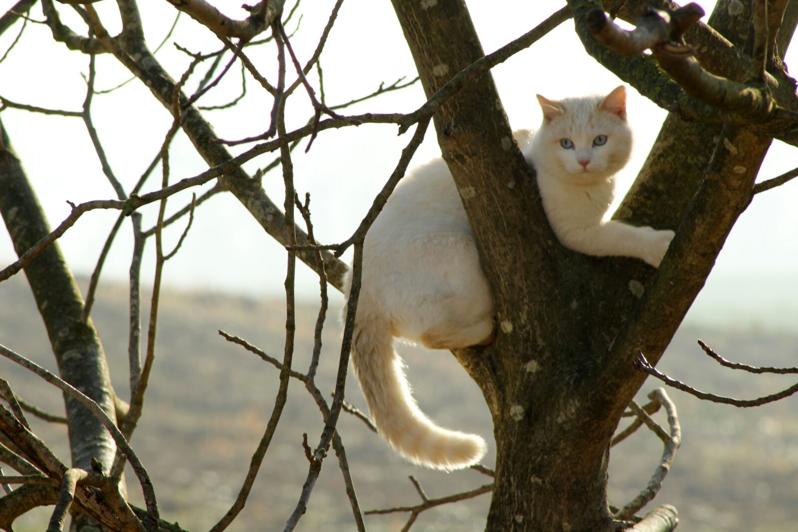 Canon EF75-300mm f/4-5.6 sample photo. Cat, nature, animals photography