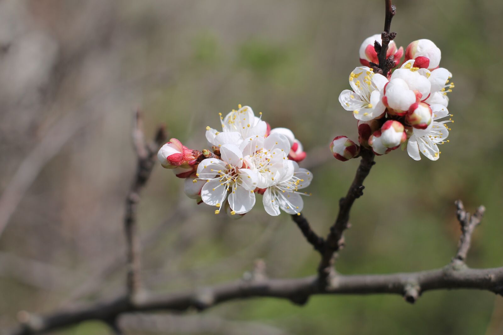 Canon EOS 1100D (EOS Rebel T3 / EOS Kiss X50) sample photo. Cherry blossom, flowers, branch photography