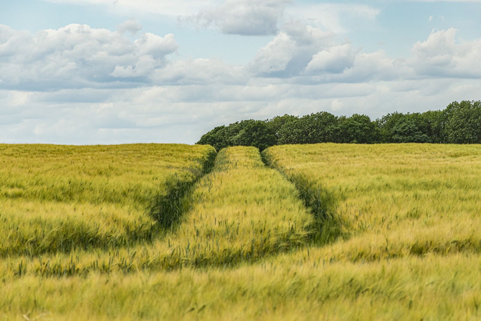Nikon D5300 sample photo. Field, traces, sky photography