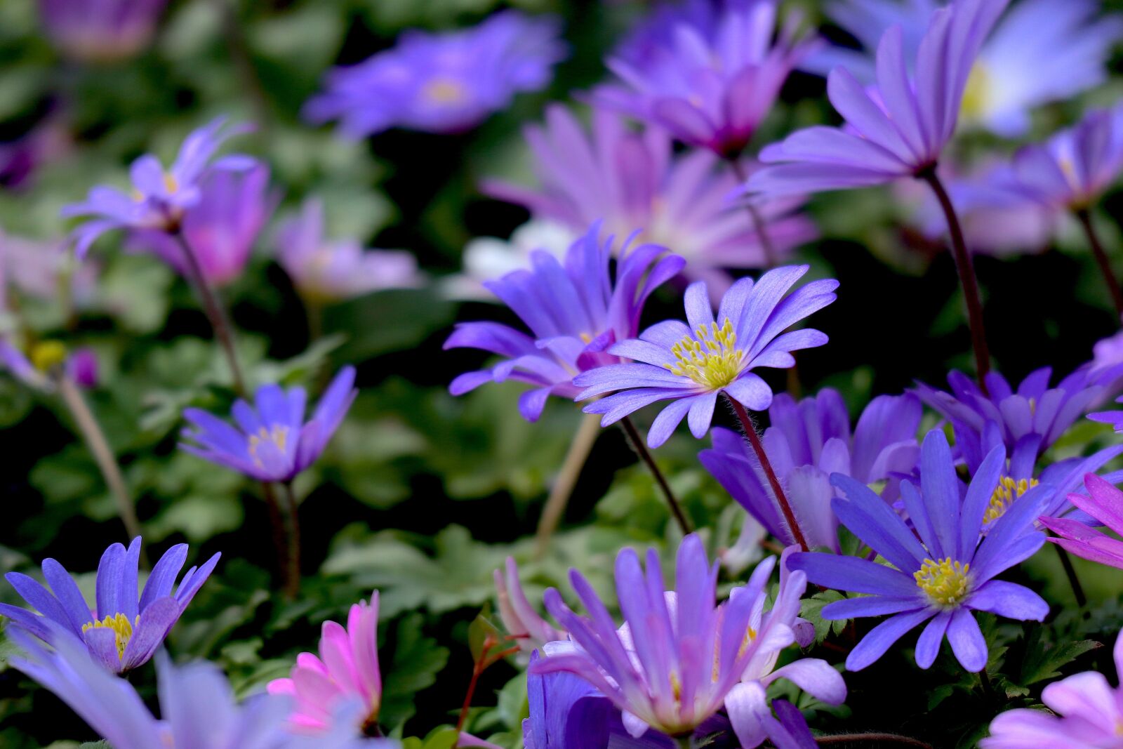 Canon EOS M100 sample photo. Wood anemone, spring flower photography