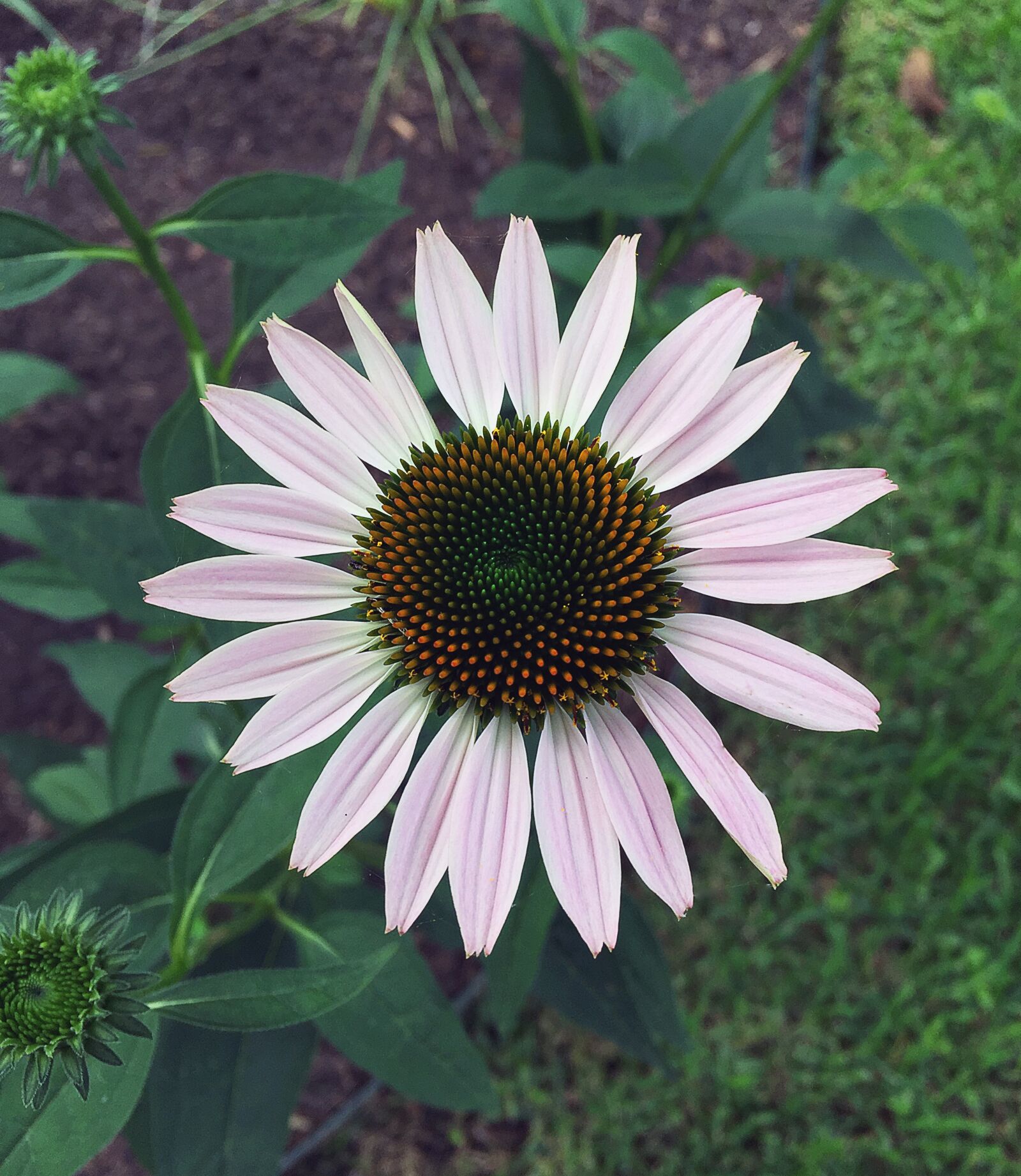 iPhone 6 Plus back camera 4.15mm f/2.2 sample photo. Flower, daisy, pink photography