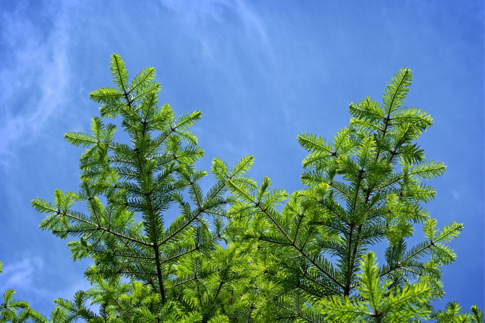 55.0-200.0mm f/4.0-f/5.6 sample photo. Tannenzweig, branch, fir tree photography
