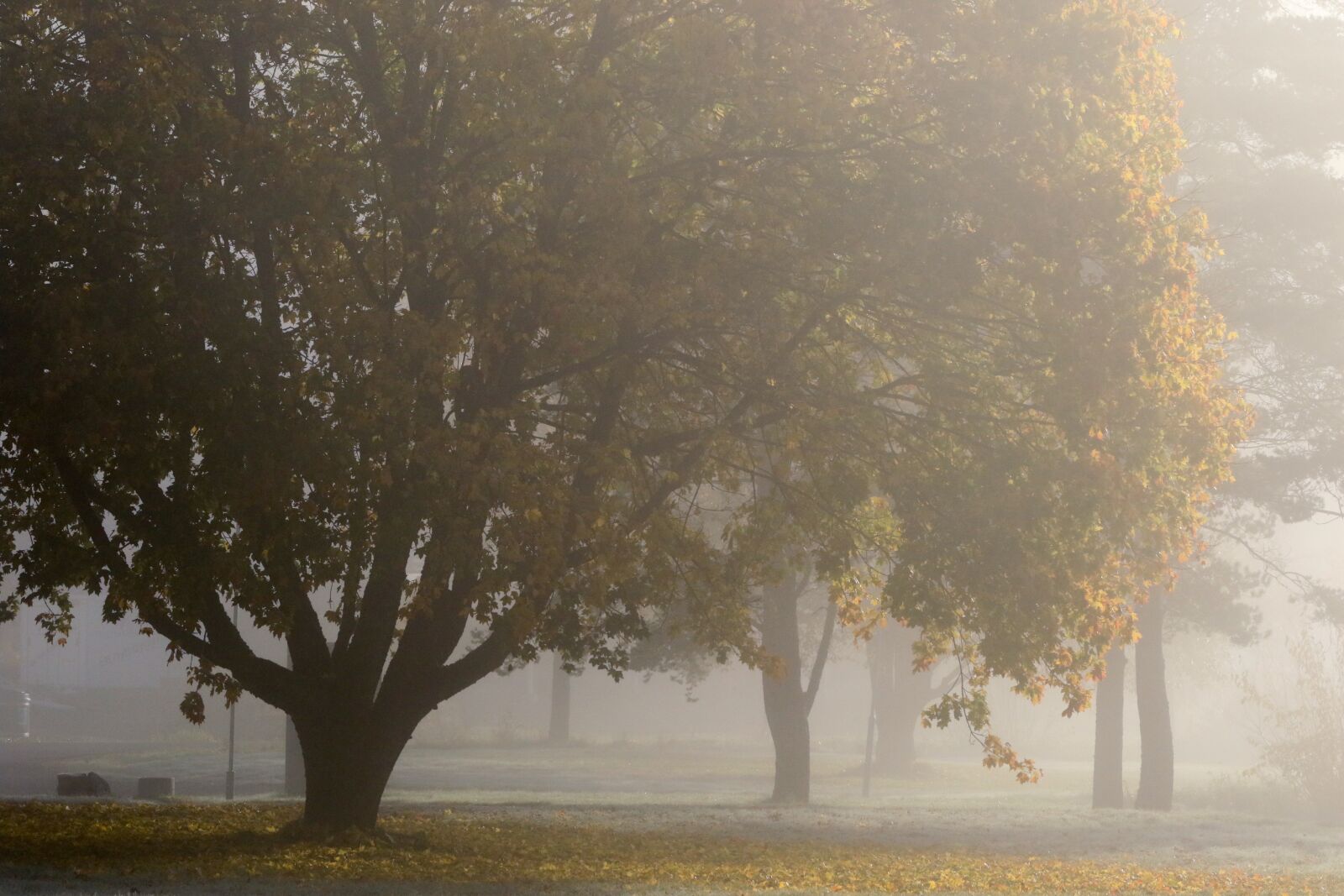 Canon EOS 7D Mark II sample photo. Landscape, autumn, fall photography