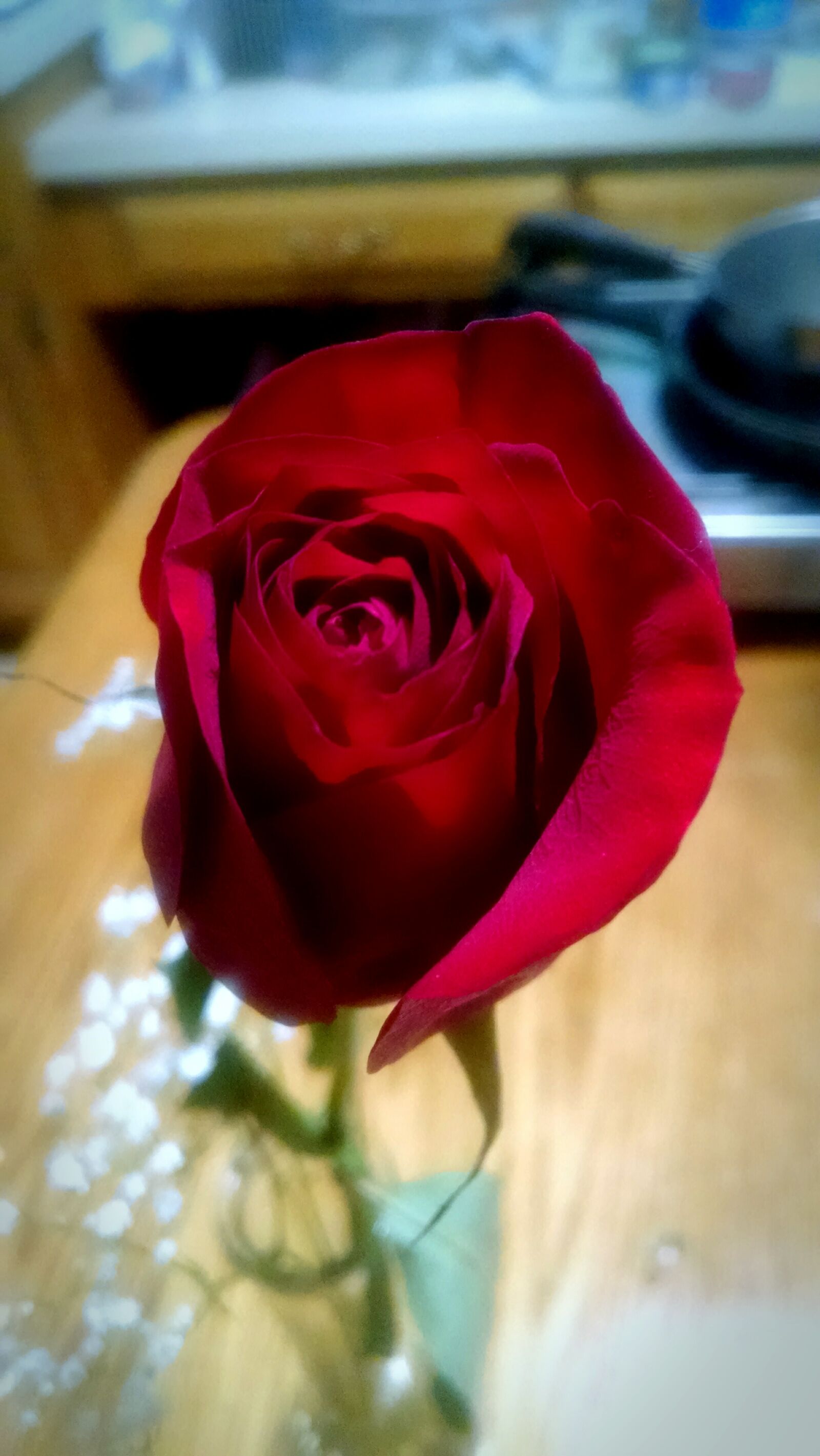 Motorola Moto X (1st Gen) sample photo. Family, flower, love, nature photography