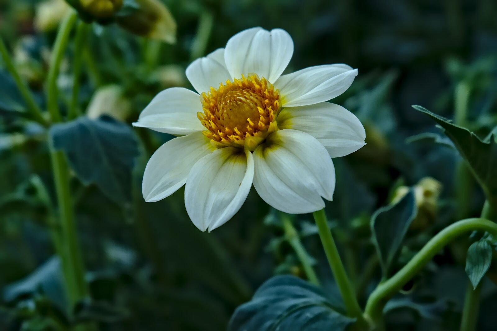 Fujifilm XC 16-50mm F3.5-5.6 OIS II sample photo. White, flower, flowers photography