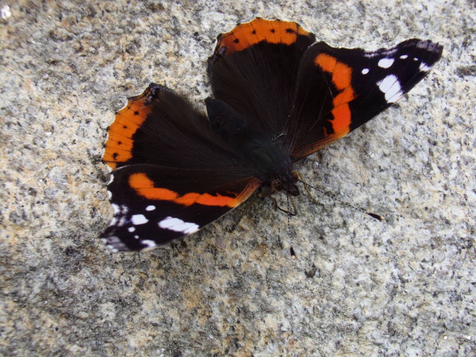 Kodak PIXPRO AZ251 sample photo. Butterfly black white red photography