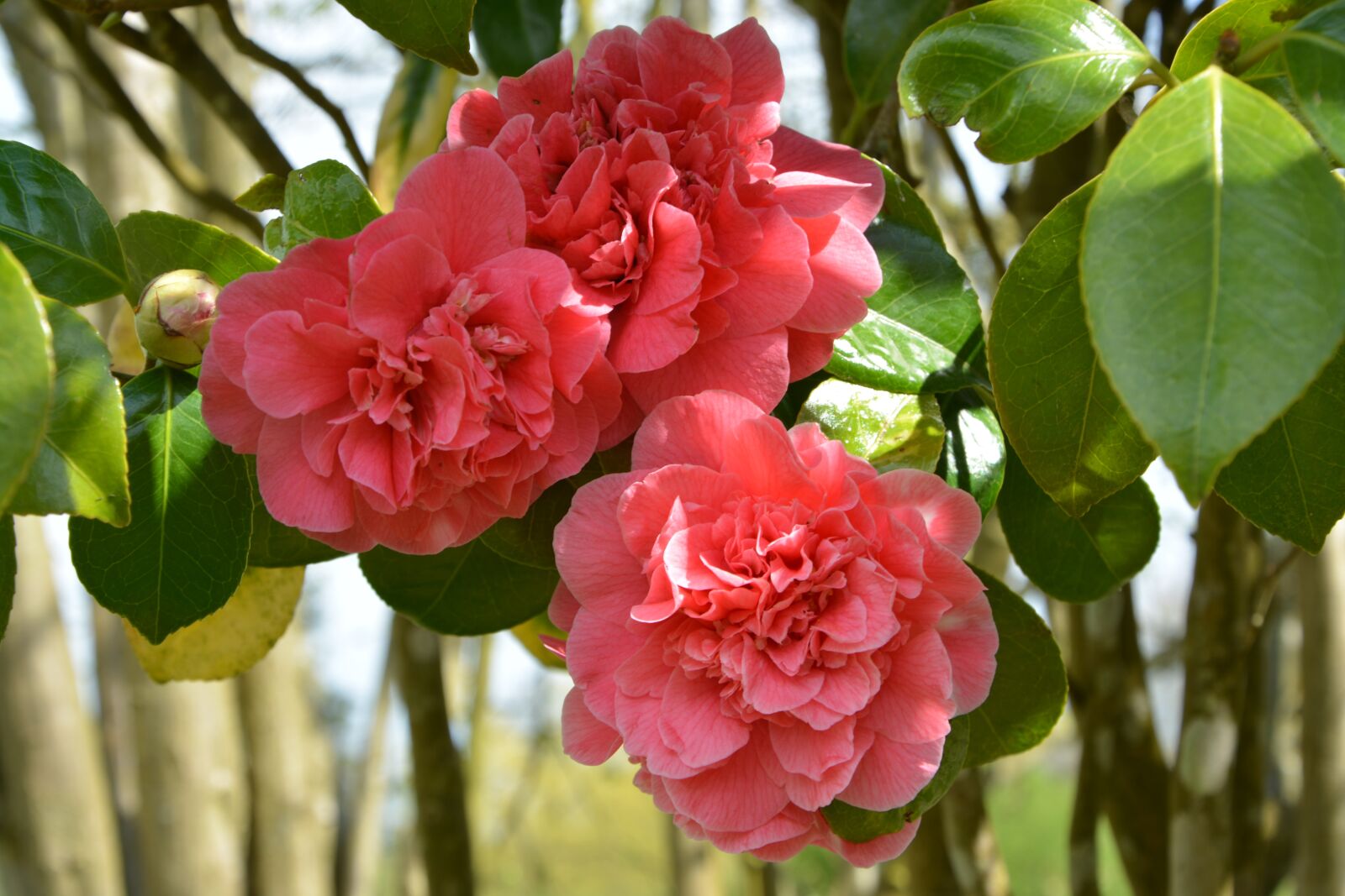 Nikon D5200 sample photo. Flower of camellia, camellia photography