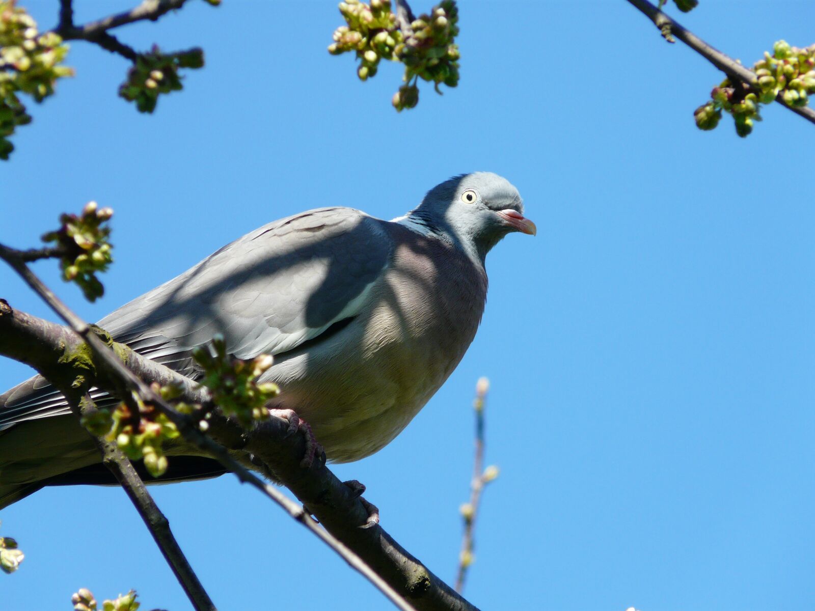 Panasonic DMC-FZ18 sample photo. Dove, bird, sky photography