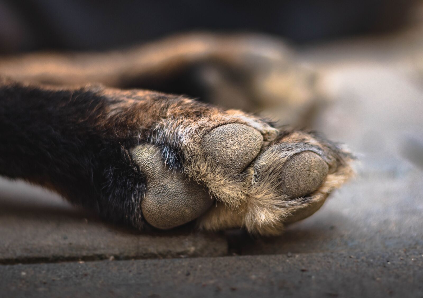 Nikon D5600 sample photo. Dog, paw, foot photography