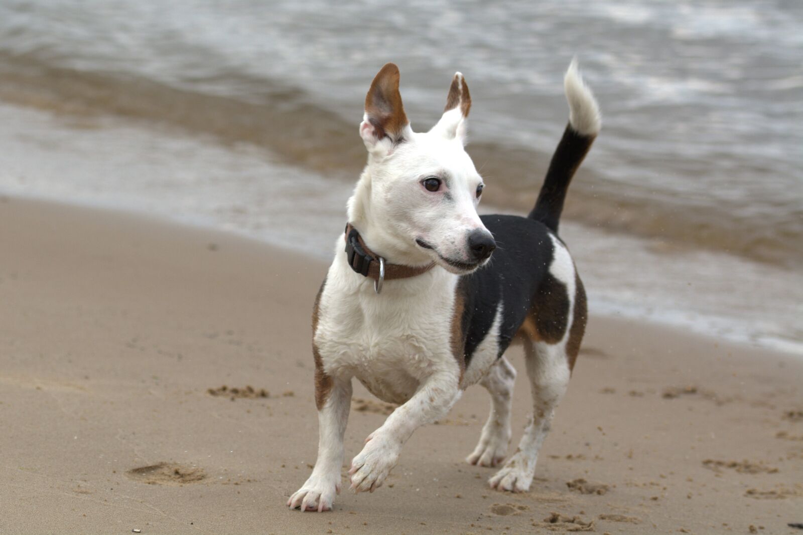 Nikon D5200 sample photo. Jack russell, play, romp photography