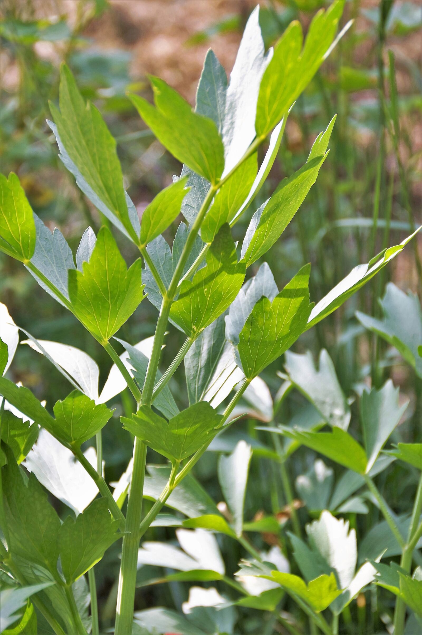 Sony SLT-A58 sample photo. Lovage, levisticum, spices photography