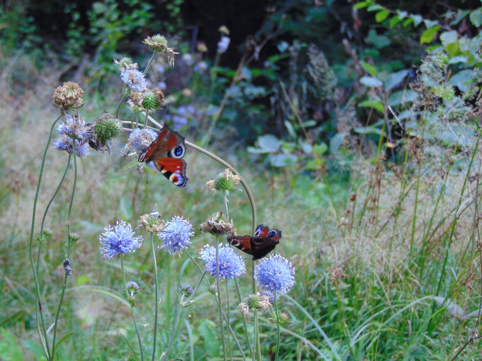 Sony Cyber-shot DSC-H300 sample photo. Forest, butterfly, animals photography