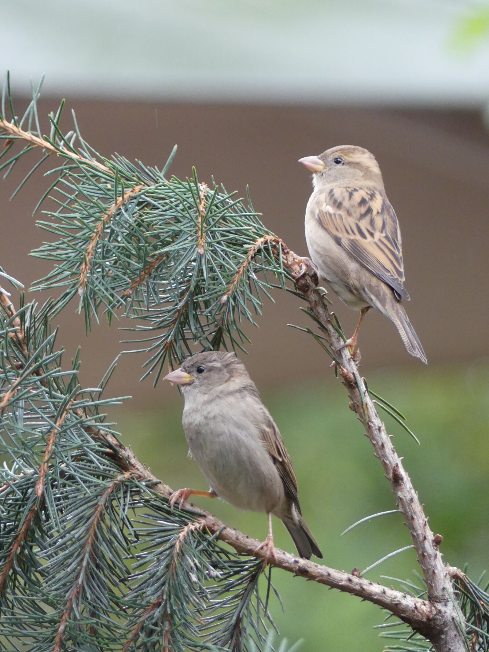 Panasonic Lumix DMC-FZ300 sample photo. Sperling, sparrow, bird photography