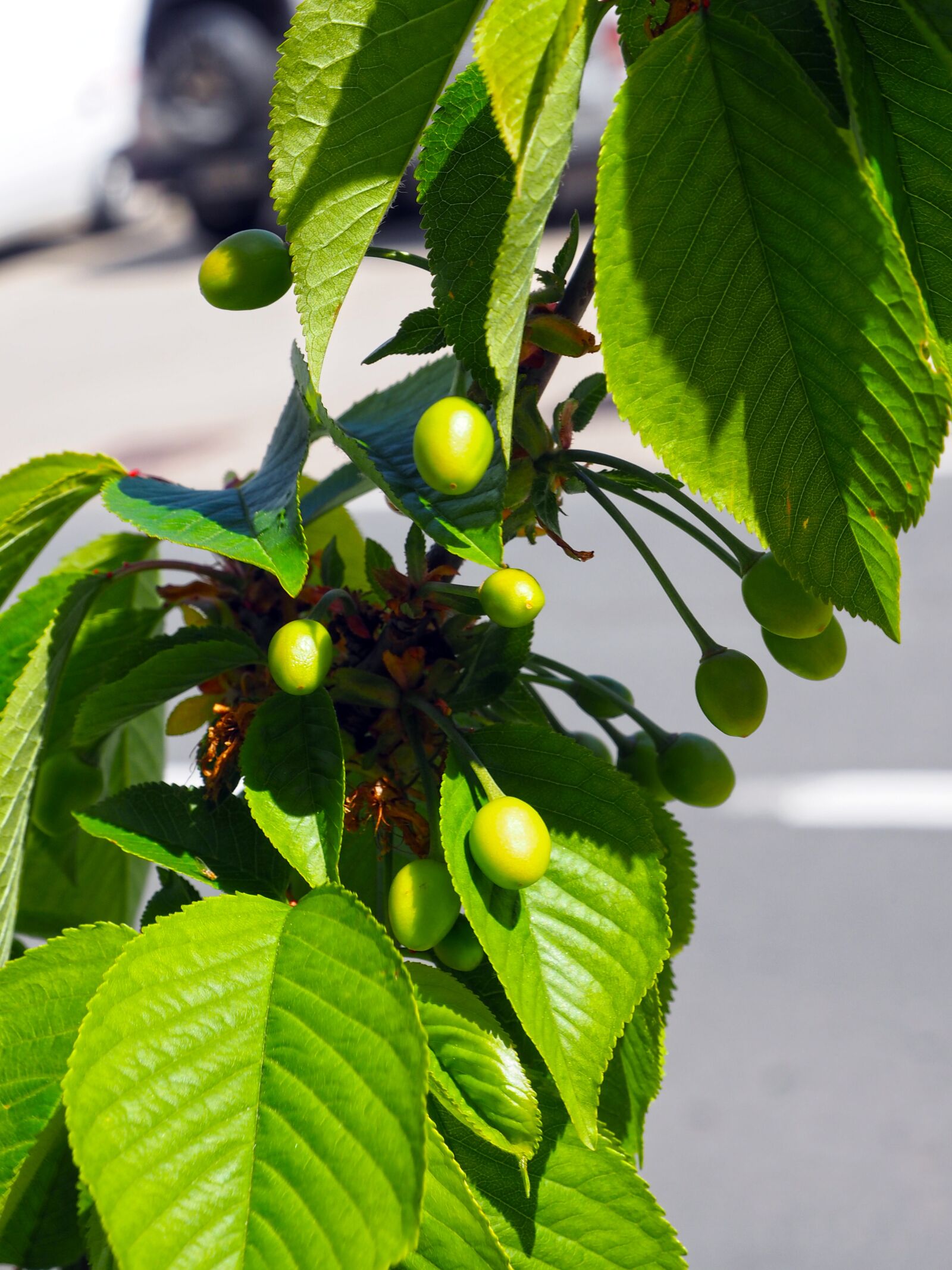 Olympus OM-D E-M1 + OLYMPUS M.12-50mm F3.5-6.3 sample photo. Olive, flowering, leaf photography