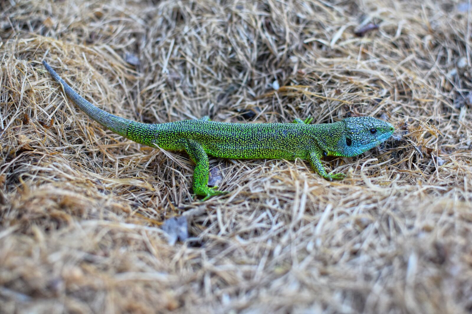 Nikon D5300 sample photo. Green lizard, reptile, creature photography