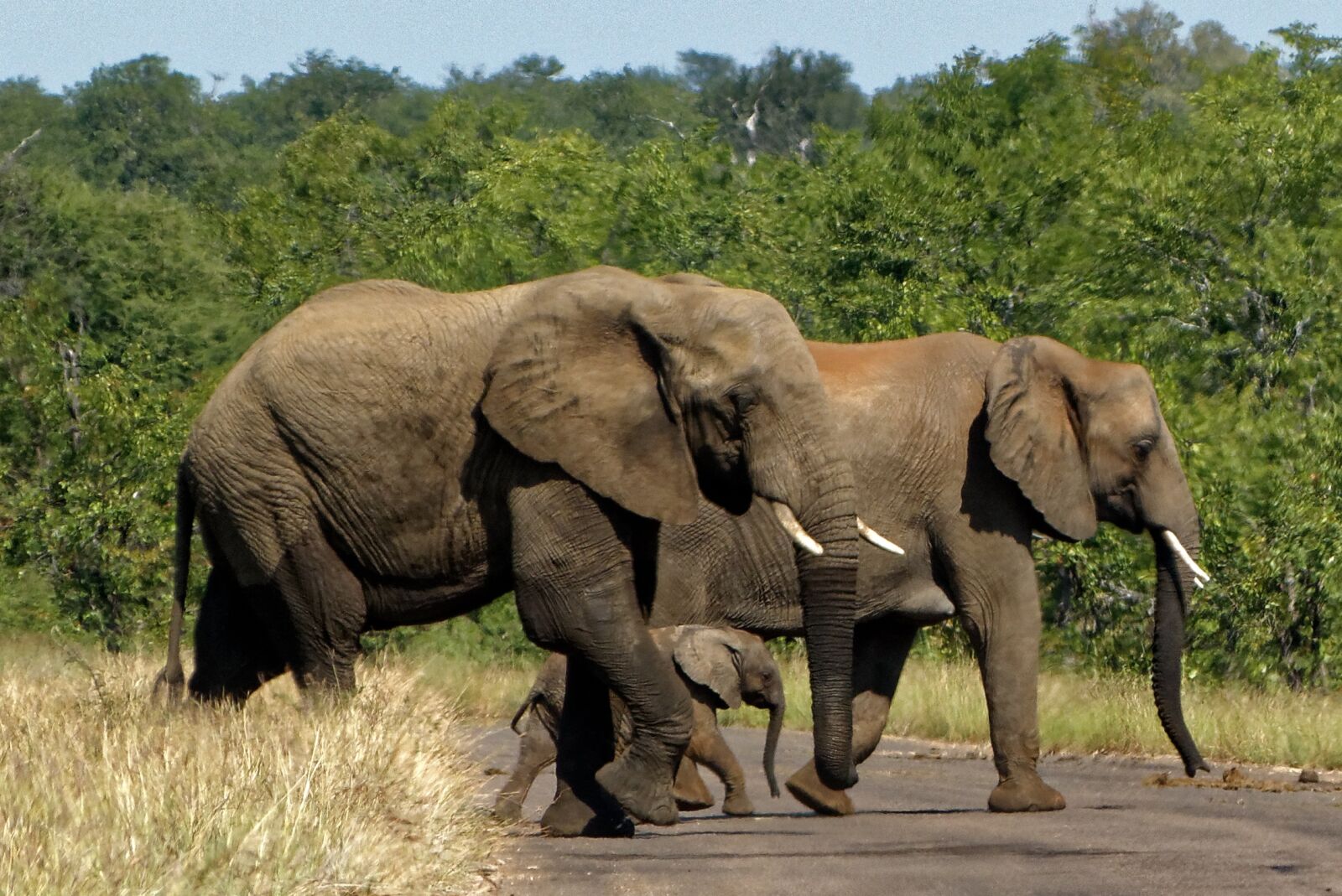 Panasonic Lumix DMC-FZ150 sample photo. Africa, kruger park, elephant photography