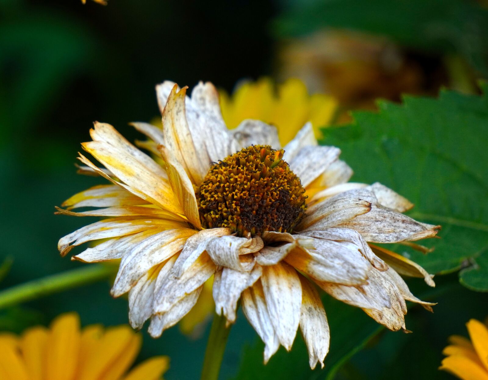 Sony E 55-210mm F4.5-6.3 OSS sample photo. Coneflower, withered, faded photography
